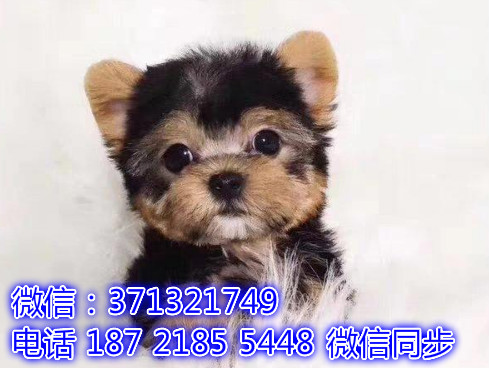 特价 约克夏犬出售纯种幼犬 专业繁殖专业发货 可上门看皆