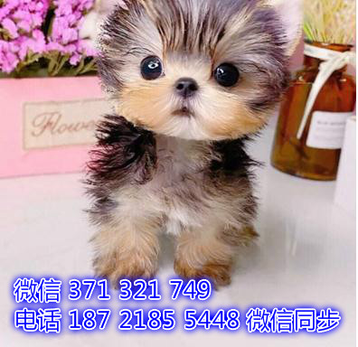 宠物狗狗约克夏 全国可以发货 犬舍繁殖 包健康导