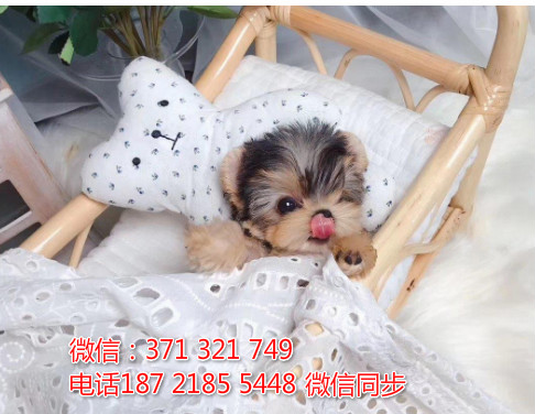 全国特惠约克夏犬纯种幼犬 支持上门 支持空运汽运 包健康谥