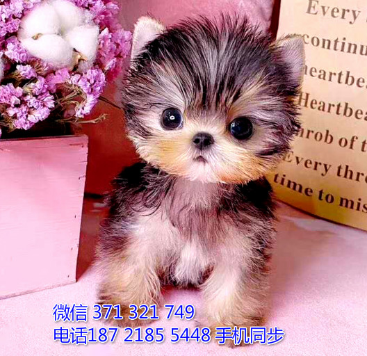  特惠约克夏犬纯种幼犬出售 支持上门支持空运汽运蘸