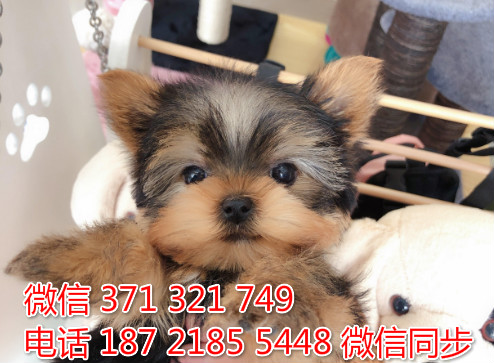 狗场批发零售泰迪犬博美犬比熊犬巴哥柯基犬柴犬雪橇员