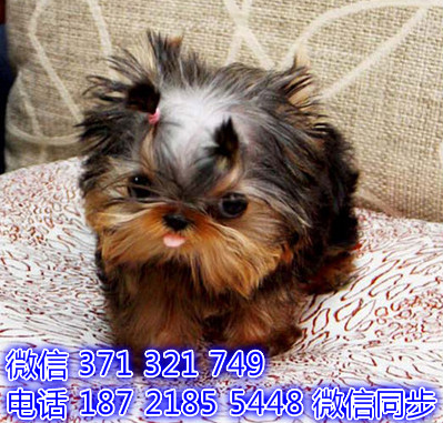 约克夏犬宠物买卖 宠物市场 宠物狗狗图片宠物网 勺