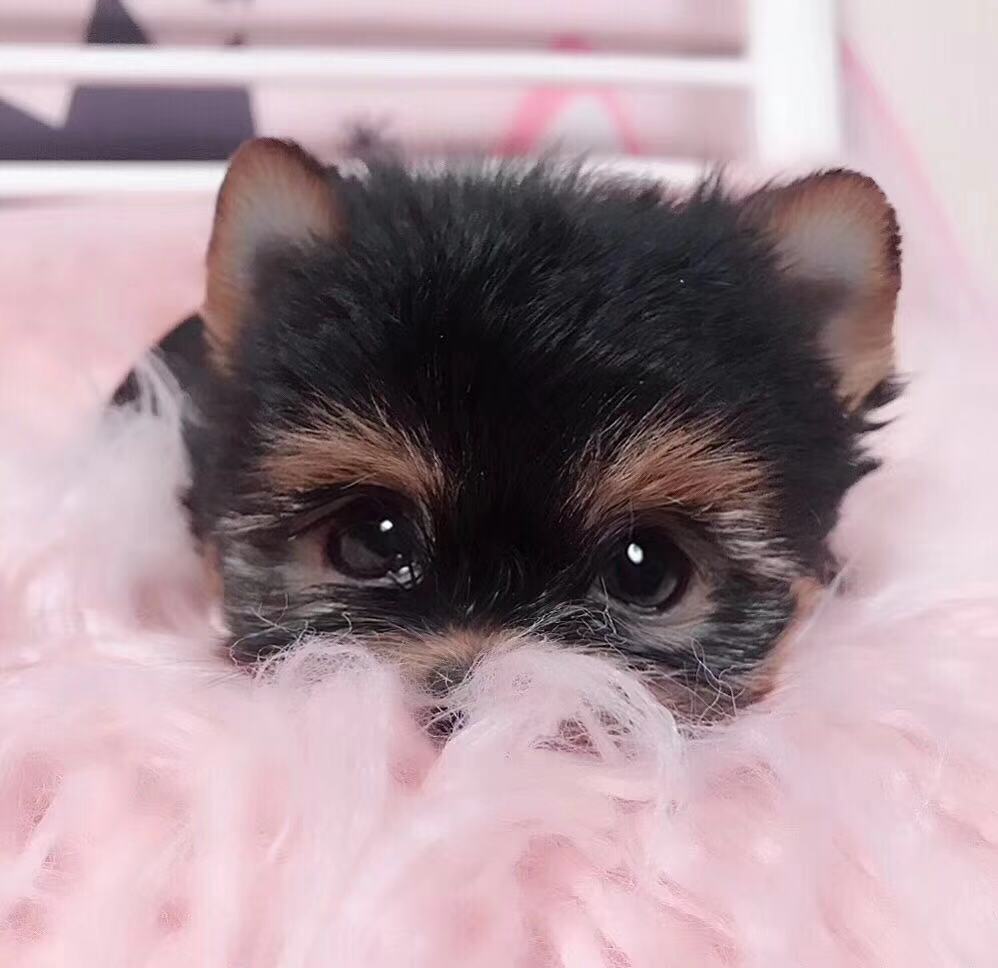  西安小体约克夏出售 茶杯约克夏多少钱西安健康的约克夏价格 约克夏怎么卖的