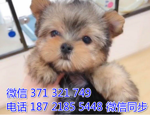 狗场批发零售泰迪犬博美犬比熊犬巴哥柯基犬柴犬雪橇肝