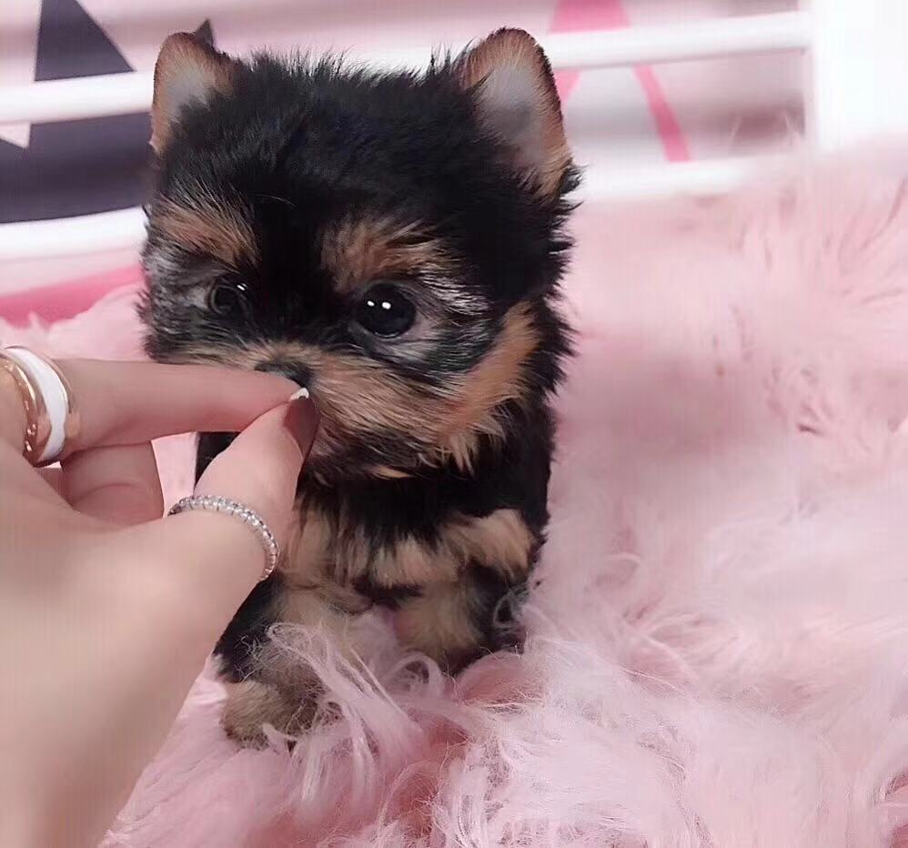  西安小体约克夏出售 茶杯约克夏多少钱西安健康的约克夏价格 约克夏怎么卖的