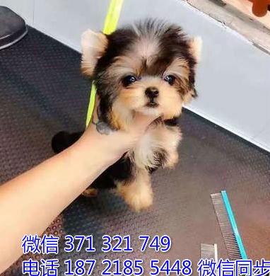 约克夏犬宠物买卖 宠物市场 宠物狗狗图片宠物网 犬舍事