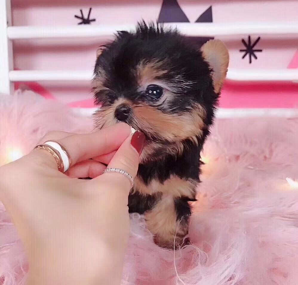  西安小体约克夏出售 茶杯约克夏多少钱西安健康的约克夏价格 约克夏怎么卖的