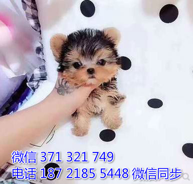 约克夏犬宠物买卖 宠物市场 宠物狗狗图片宠物网 犬舍事