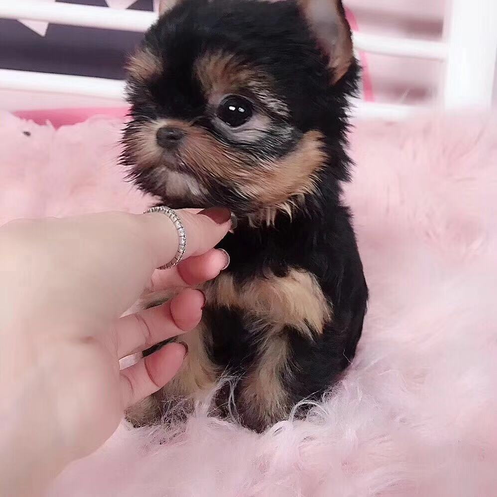  西安小体约克夏出售 茶杯约克夏多少钱西安健