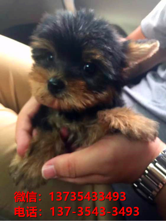 重庆犬舍出售纯种约克夏犬幼犬金头银背活体狗