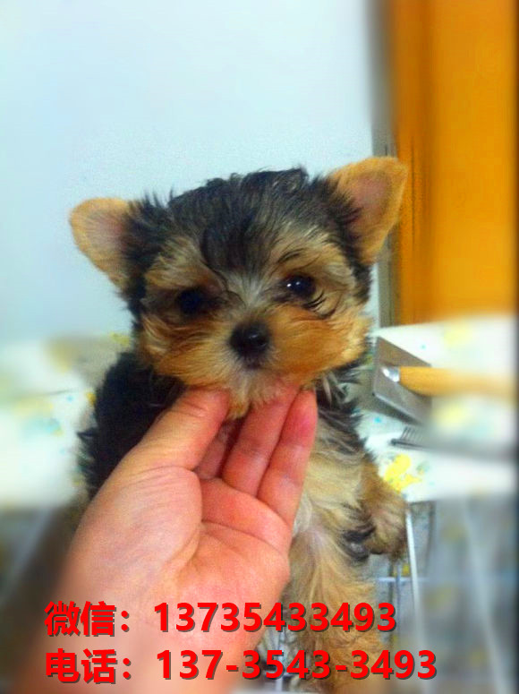 山东济南犬舍出售纯种约克夏犬幼犬金头银背活