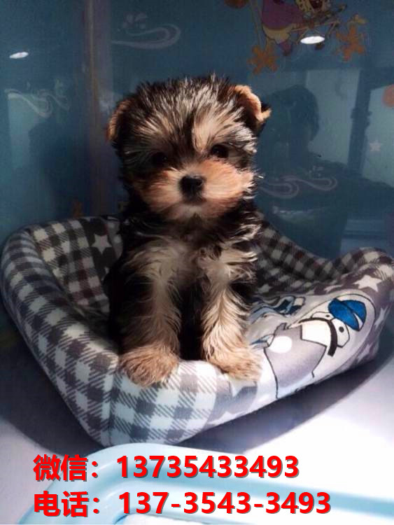 广东深圳犬舍出售纯种约克夏犬幼犬金头银背活体狗狗卖狗买狗地方