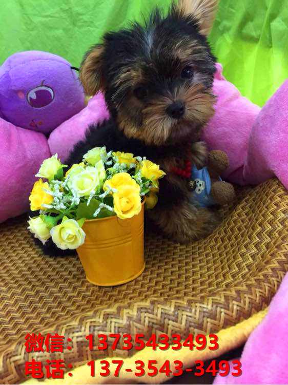 湖南长沙犬舍出售纯种约克夏犬幼犬金头银背活