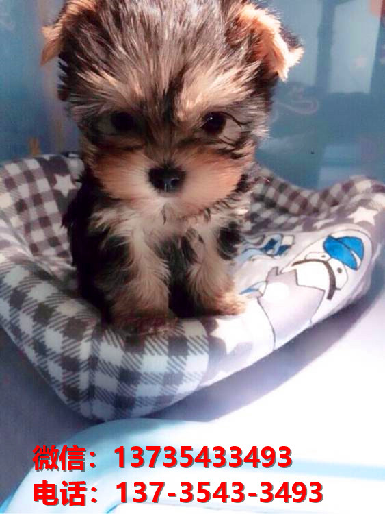 广东深圳犬舍出售纯种约克夏犬幼犬金头银背活