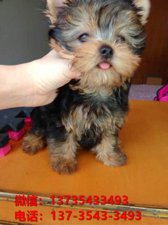 朔州宠物狗狗犬舍出售纯种约克夏犬卖狗买狗地方有狗场