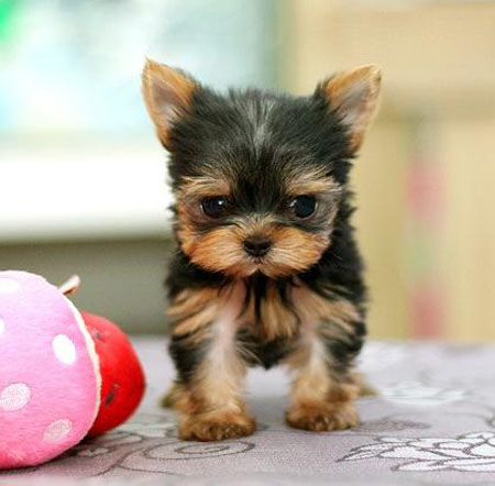 广州买约克夏价格 广州哪里有卖约克夏 约克夏特征