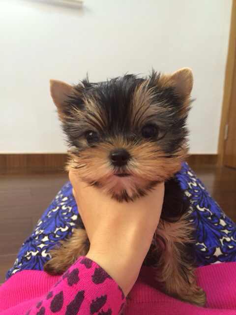 佛山哪里有卖约克夏犬 佛山约克夏犬一只多少钱 可送货