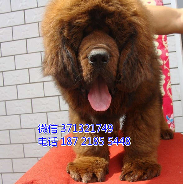 藏獒犬纯种幼犬，巨型犬，大型犬 天津基地直销
