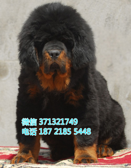 广州藏獒犬纯种幼犬，大型犬巨型犬藏獒狗狗 狮头