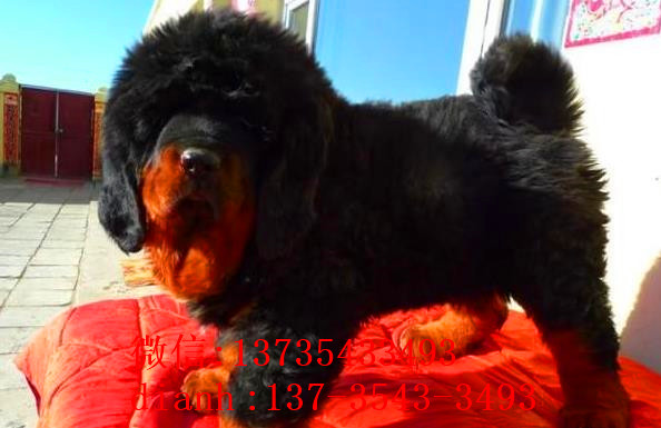 南昌宠物狗狗犬舍出售纯种藏獒犬 买狗卖狗哪里领养狗狗