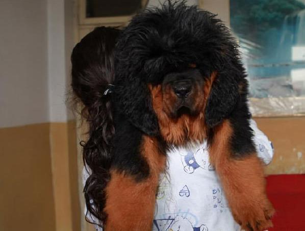 杭州宠物狗狗犬舍出售纯种藏獒犬 买狗卖狗哪