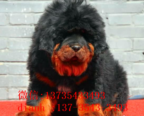 苏州宠物狗狗犬舍出售纯种藏獒犬 买狗卖狗哪里领养狗狗