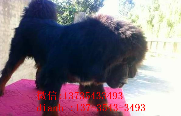 内蒙古宠物狗狗犬舍出售纯种藏獒犬 买狗卖狗哪里领养狗狗