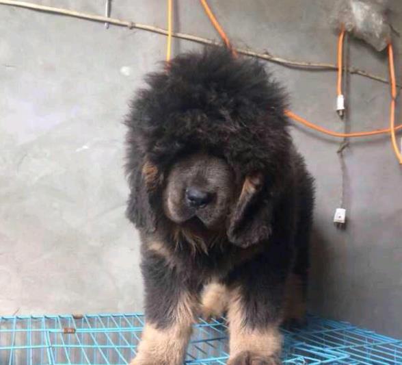 温州宠物狗狗犬舍出售纯种藏獒犬 买狗卖狗哪