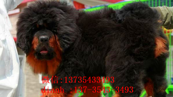 内蒙古宠物狗狗犬舍出售纯种藏獒犬 买狗卖狗哪里领养狗狗