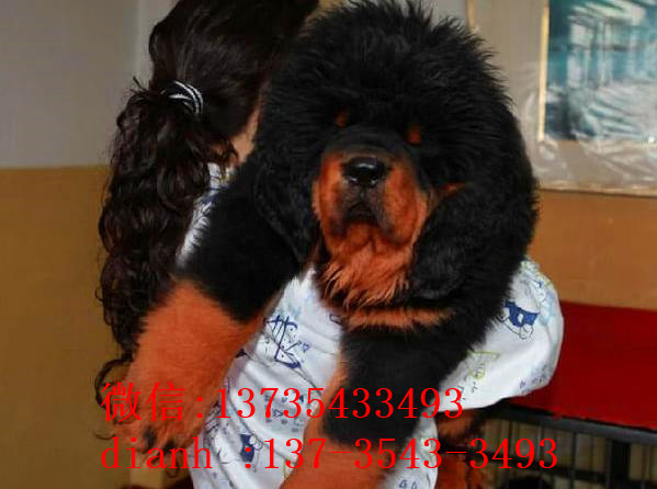 苏州宠物狗狗犬舍出售纯种藏獒犬 买狗卖狗哪里领养狗狗