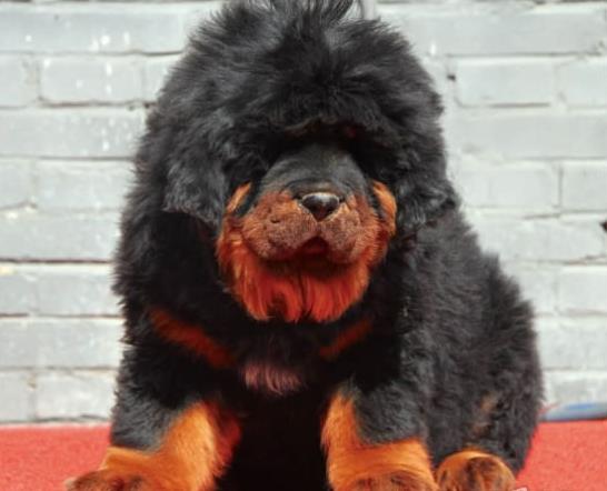 苏州宠物狗狗犬舍出售纯种藏獒犬 买狗卖狗哪