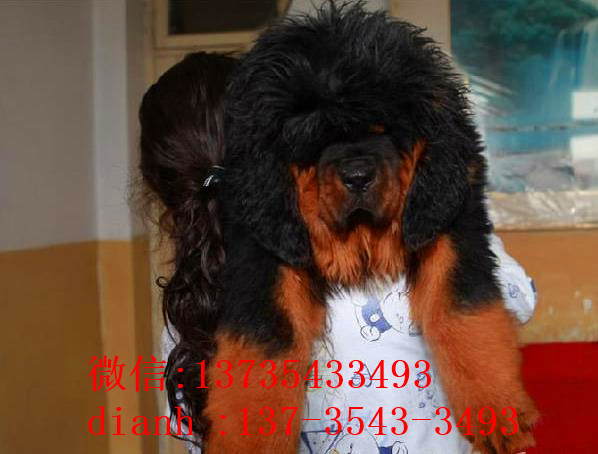 杭州宠物狗狗犬舍出售纯种藏獒犬 买狗卖狗哪里领养狗狗