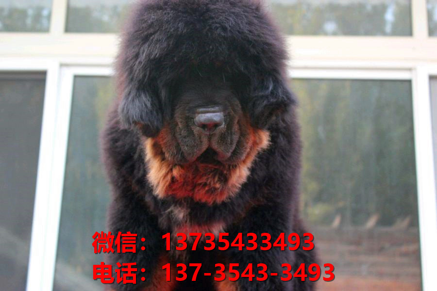 泉州犬舍宠物狗狗出售纯种藏獒犬幼犬铁包金藏獒狗仔哪里有狗市场卖狗