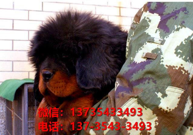 兰州犬舍宠物狗狗出售纯种藏獒犬幼犬铁包金藏獒狗仔哪里有狗市场卖狗