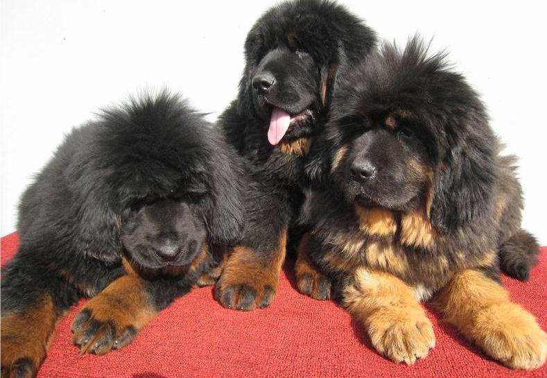 昭通哪里买卖纯种藏獒犬昭通纯种藏獒幼犬出售