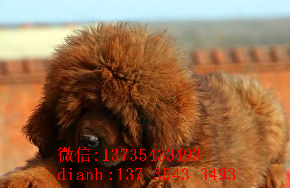 上海宠物狗藏獒犬狗仔出售哪里有宠物狗市场在哪卖狗哪有狗狗买