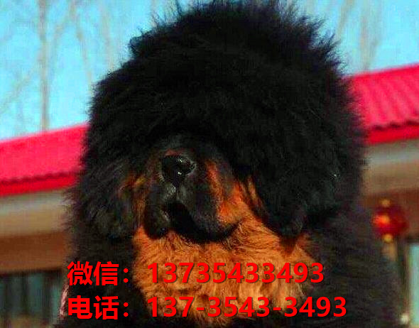 广安犬舍宠物狗狗出售纯种藏獒犬幼犬铁包金藏