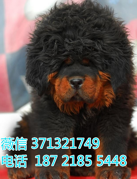 南京狗狗 藏獒犬出售 南京特价宠物狗狗 