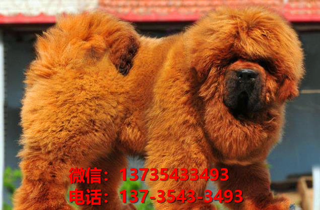 黄石犬舍宠物狗狗出售纯种藏獒犬幼犬铁包金藏