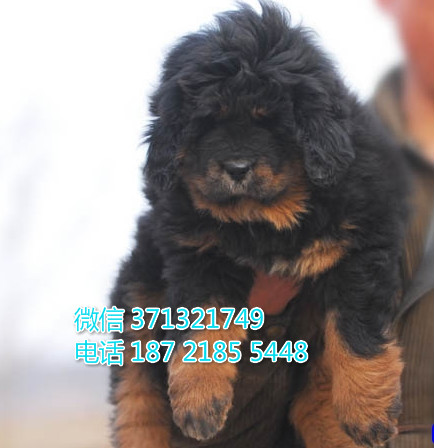 合肥狗狗 藏獒出售纯种 合肥犬舍 全国发货