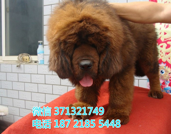 北京狗狗 出售 藏獒犬纯种幼犬 北京犬舍宠物狗场