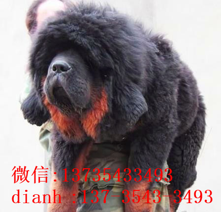 合肥宠物狗藏獒犬狗仔出售哪里有宠物狗市场在哪卖狗哪有狗狗买