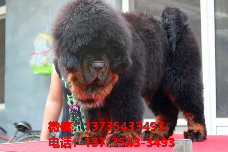 绍兴犬舍宠物狗狗出售纯种藏獒犬幼犬铁包金藏獒狗仔哪里有狗市场卖狗