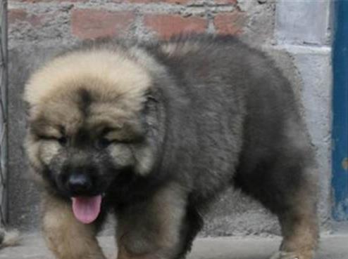 成都犬舍出售纯种高加索犬幼犬活体宠物狗狗市场在哪买狗哪有狗狗卖