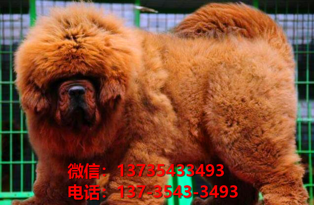 昭通犬舍宠物狗狗出售纯种藏獒犬幼犬铁包金藏獒狗仔哪里有狗市场卖狗