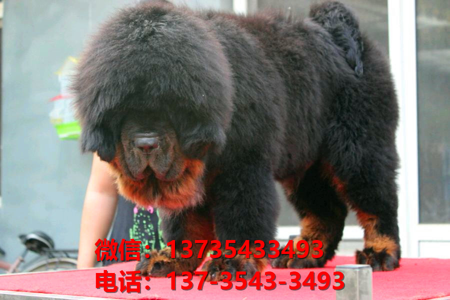 绍兴犬舍宠物狗狗出售纯种藏獒犬幼犬铁包金藏獒狗仔哪里有狗市场卖狗