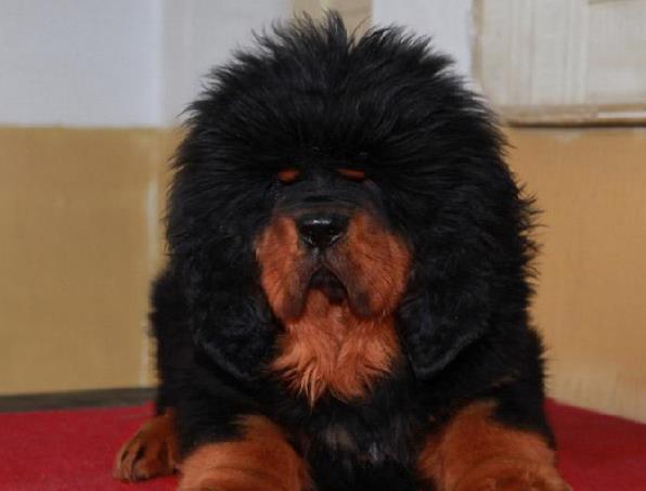 贵阳宠物狗藏獒犬狗仔出售哪里有宠物狗市场在哪卖狗哪有狗狗买