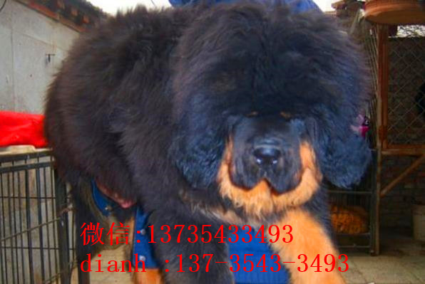 赣州宠物狗藏獒犬狗仔出售哪里有宠物狗市场在哪卖狗哪有狗狗买