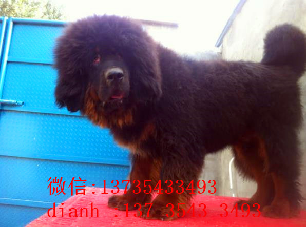 合肥宠物狗藏獒犬狗仔出售哪里有宠物狗市场在哪卖狗哪有狗狗买