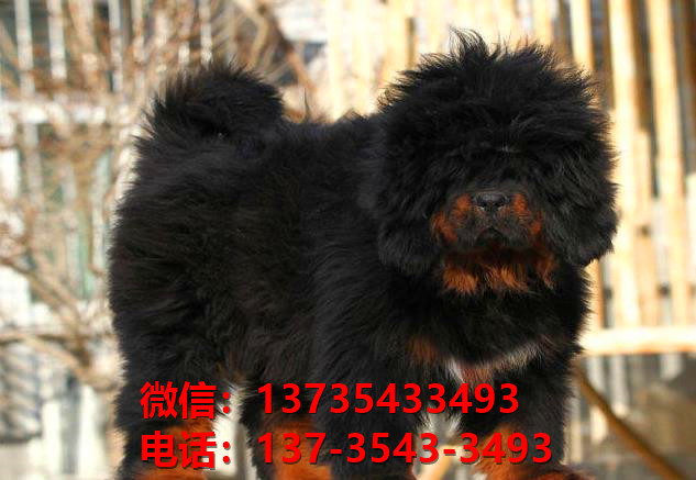 绍兴犬舍宠物狗狗出售纯种藏獒犬幼犬铁包金藏獒狗仔哪里有狗市场卖狗